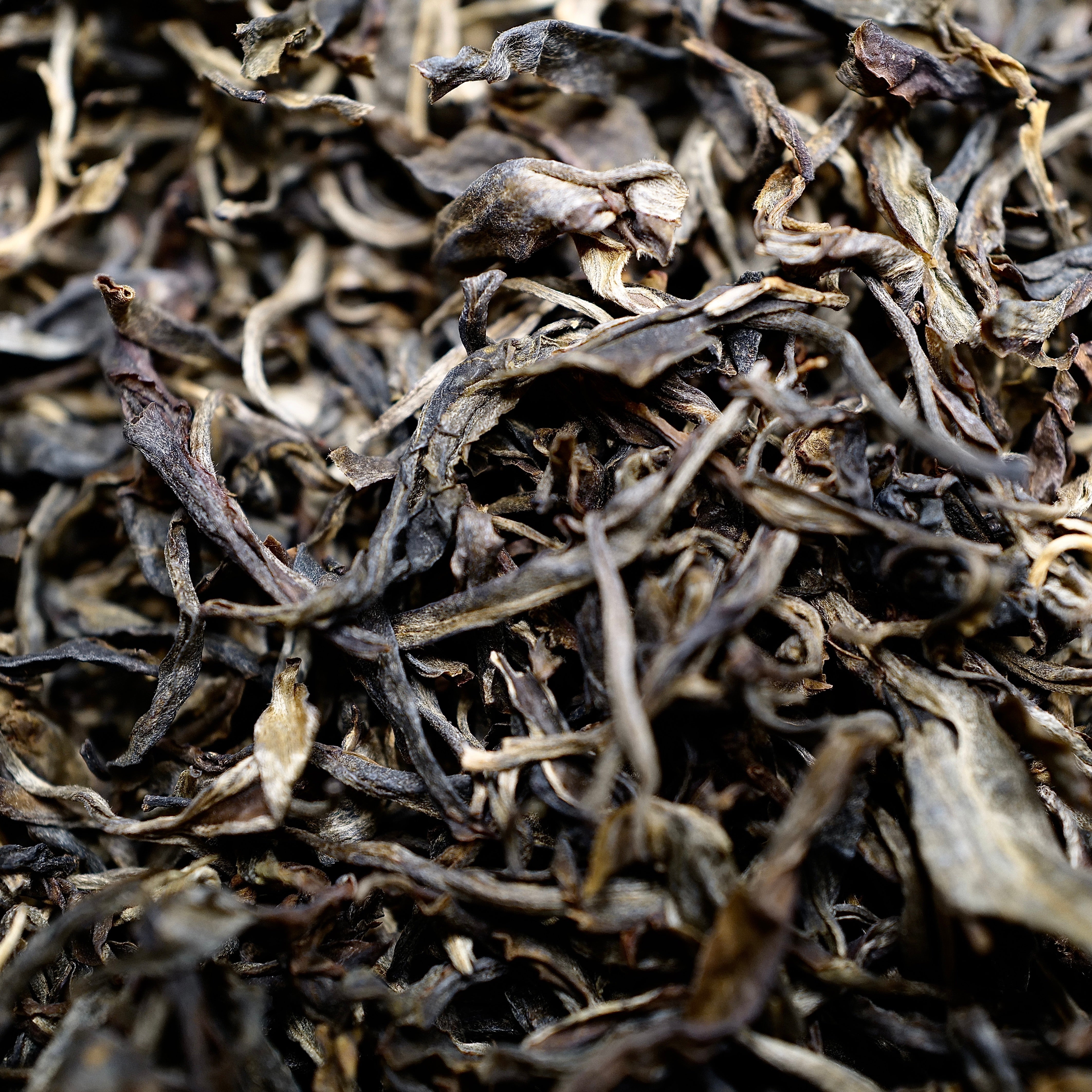 2015 Bangbing Chaqing Gushu Loose Raw Puerh Tea 邦丙岔箐古樹散生普洱茶